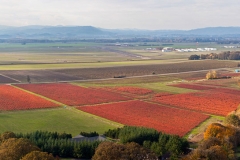 Blueberry Fields Wilt Farms