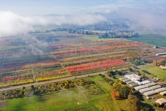 Willamette Valley Fall Nursery