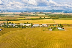Willamette Valley Stock Image Farms