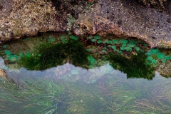 Seal Beach Tide Pool Stock Image