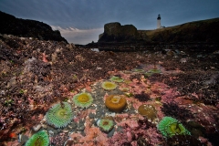 Yaquina Head Tide Pool