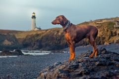 Yaquina Scenic Area Stock Image