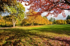 Corvallis Fall Colors